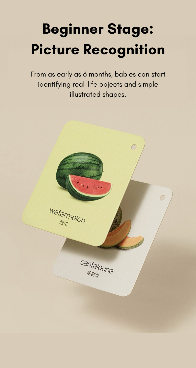 Little Explorer Visual Learning Flashcards
