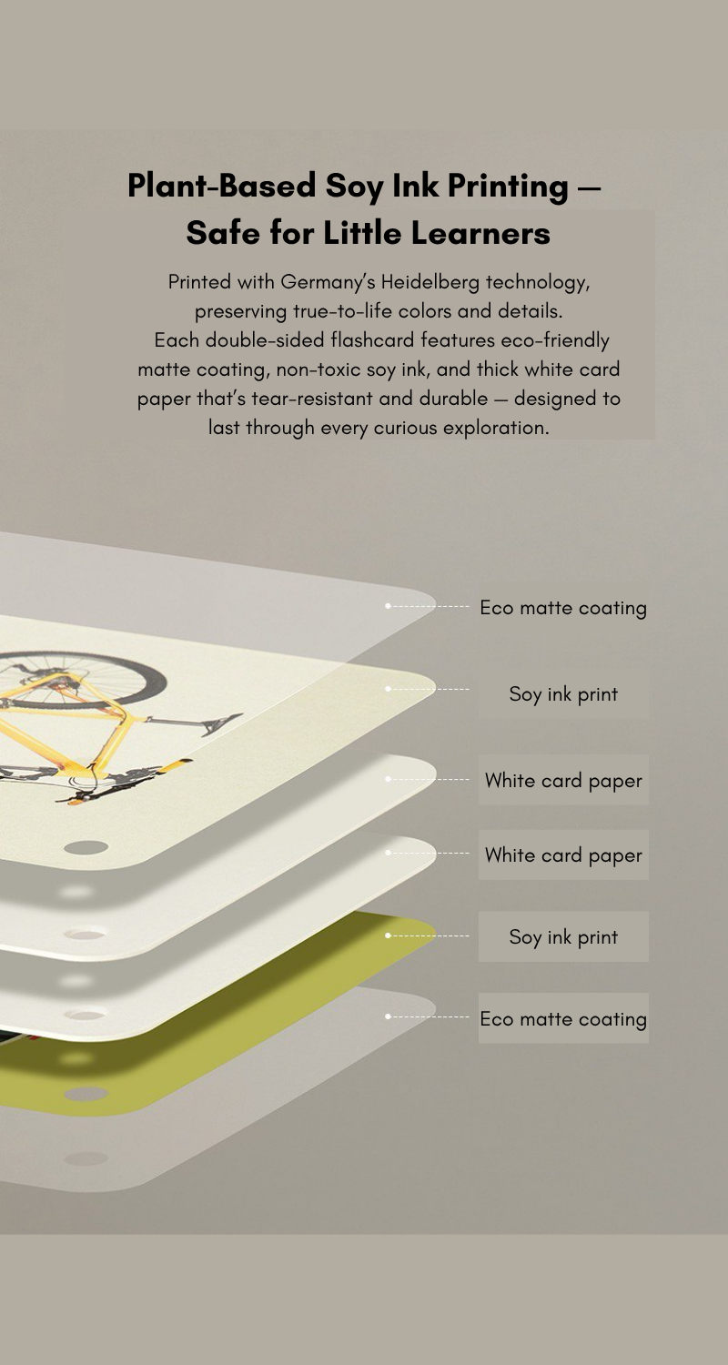 Little Explorer Visual Learning Flashcards
